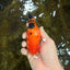 Sakura Chinese Ranchu Female 4.5-5 inches #120525RC_07