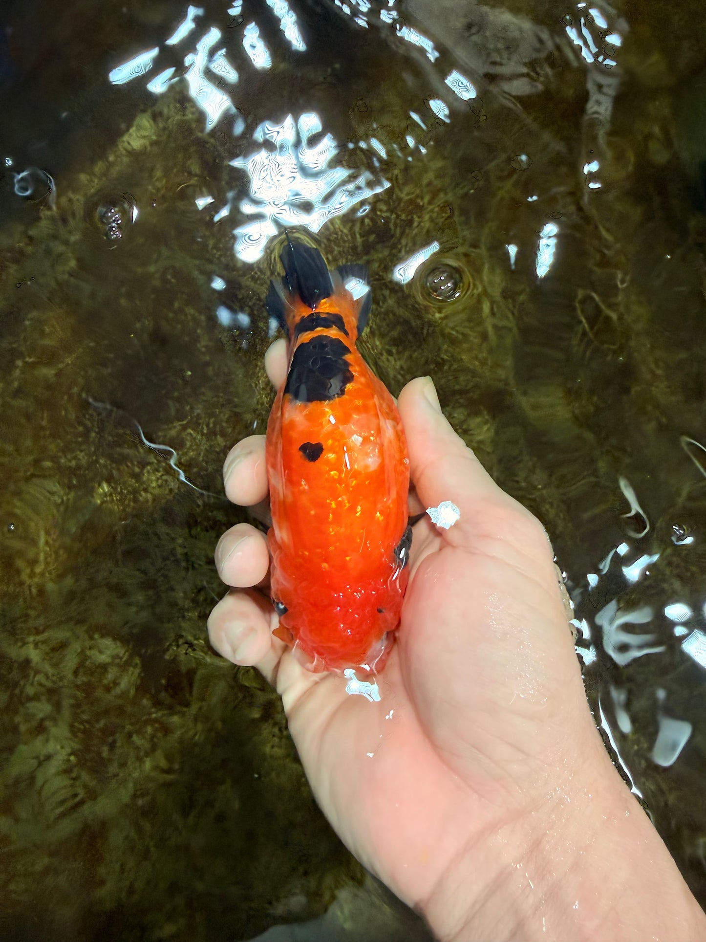 Sakura Chinese Ranchu Female 4.5-5 inches #120525RC_07