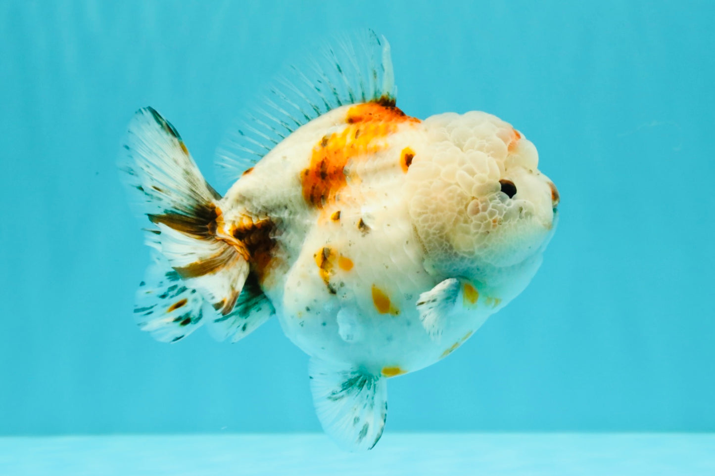 A Grade Calico Yuanbao Male 5-5.5 inches #032026YB_17