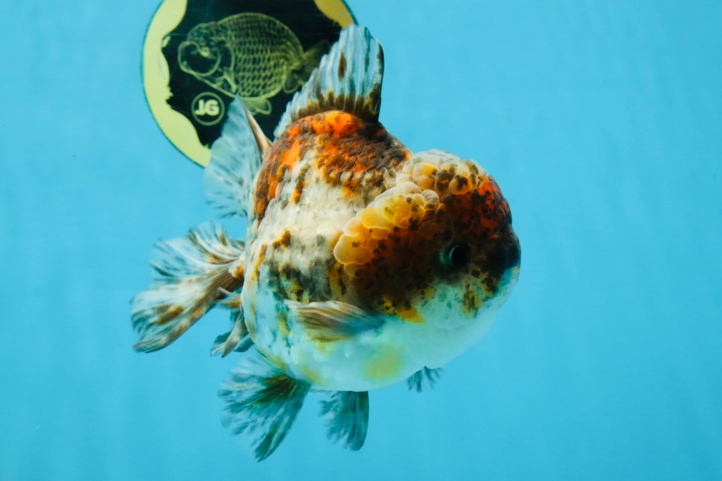 CHONKY A Grade Kirin Oranda Male 5.5 inches #121925OR_13