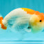 A Grade Red White LionQueen 4.5 inches #070326LC_32