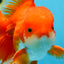 AAA Grade BEAUTY Red White Oranda Male 6 inches #082925OR_16