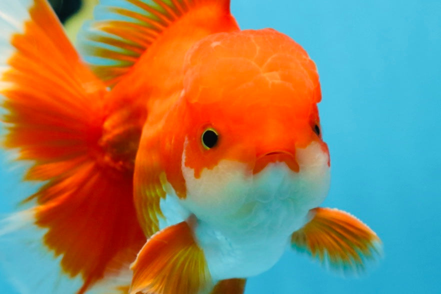 AAA Grade BEAUTY Red White Oranda Male 6 inches #082925OR_16