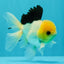 A Grade Panda Button Eyes Oranda Male 5-5.5 inches #031326OR_28
