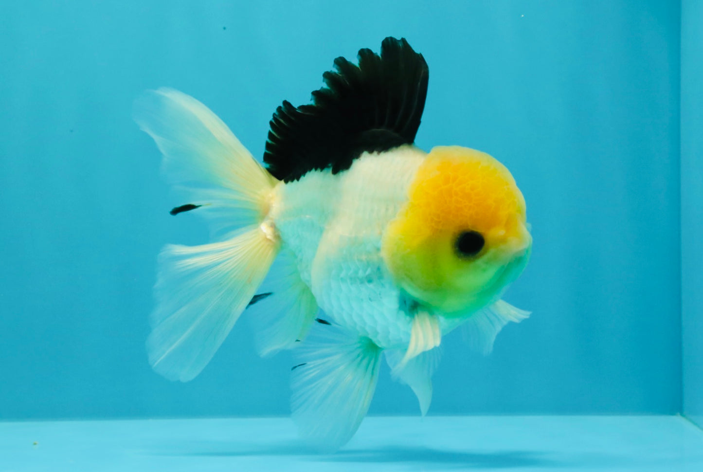A Grade Panda Button Eyes Oranda Male 5-5.5 inches #031326OR_28