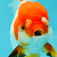 Red White Oranda Female 5.5 inches #110124OR_08