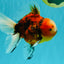 A Grade Marble Oranda Male 6 inches #072426OR_14