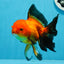 Femelle Apache Oranda de catégorie A 5,5 pouces #0726OR_19