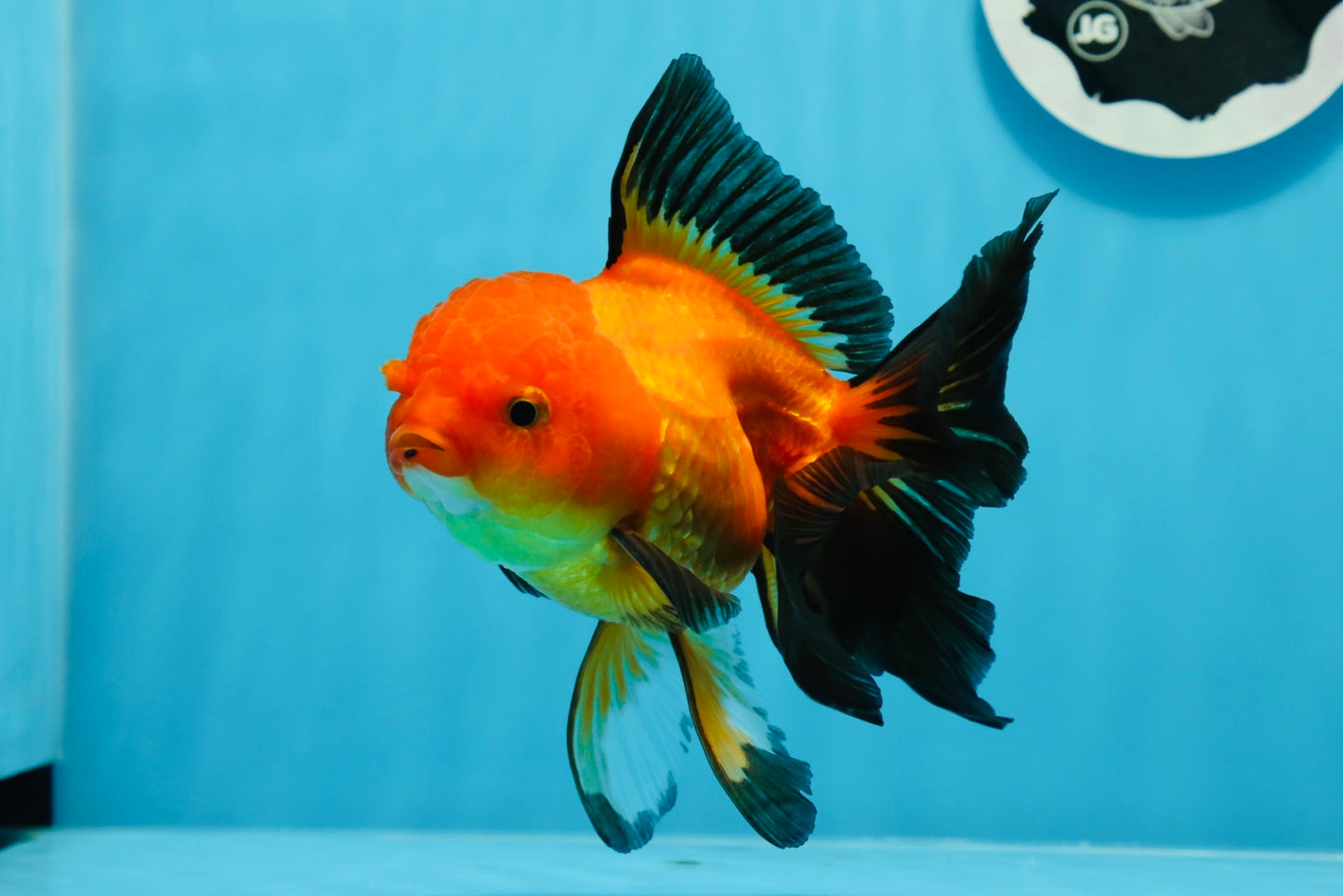 A Grade Apache Oranda Female 5.5 inches #0726OR_19