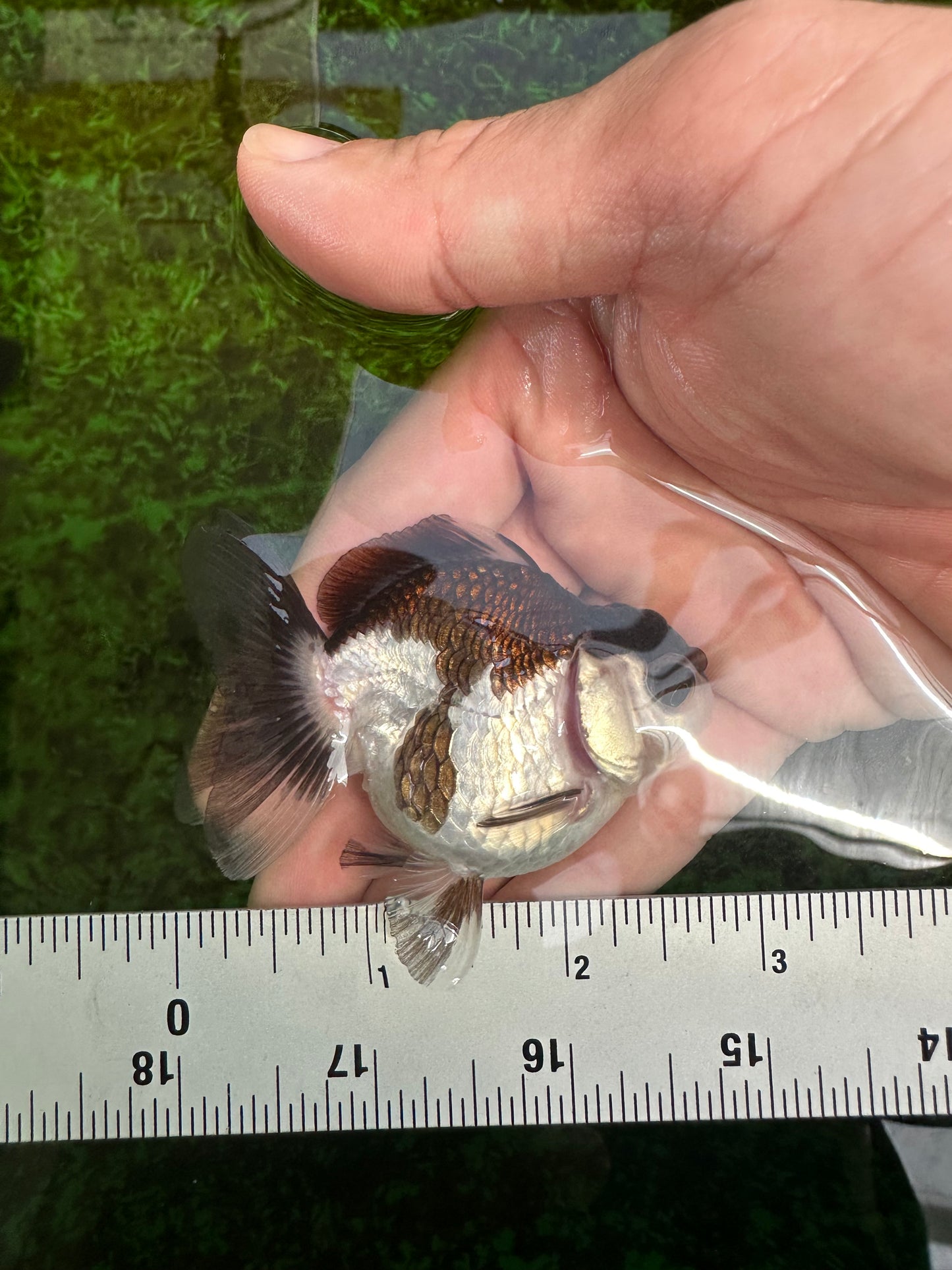 Panda Oranda Female 2.5-3 inches #1004OR_25