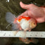A Grade Red White Oranda Male 5.5-6 inches #082126OR_04