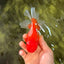 A Grade Red White Oranda Male 5.5 inches #091826OR_06