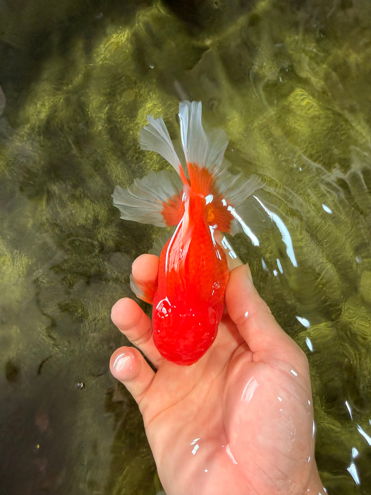 A Grade Red White Oranda Male 5.5 inches #091826OR_06