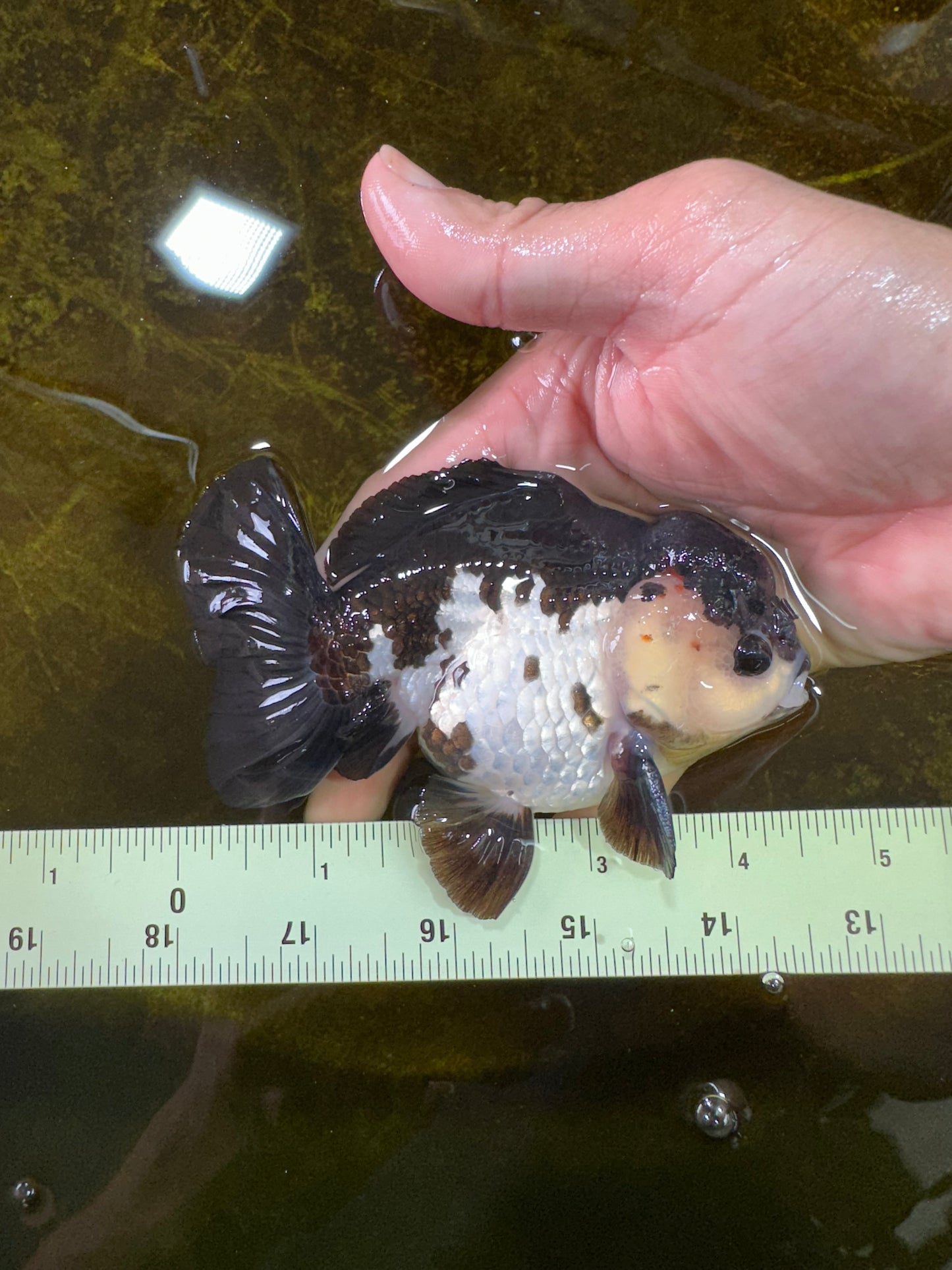 Pompom Panda Yuanbao Male 4.5 inches #072525YB_06