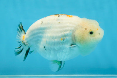 White Sakura LionChu Female 5 inches #121925LC_06