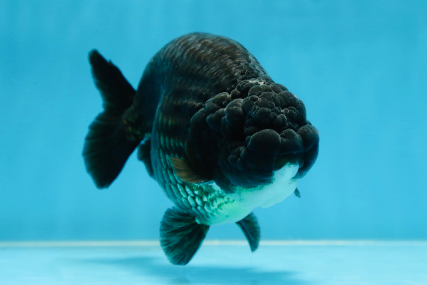 A Grade Black LionKing 5-5.5 inches #080825LC_24