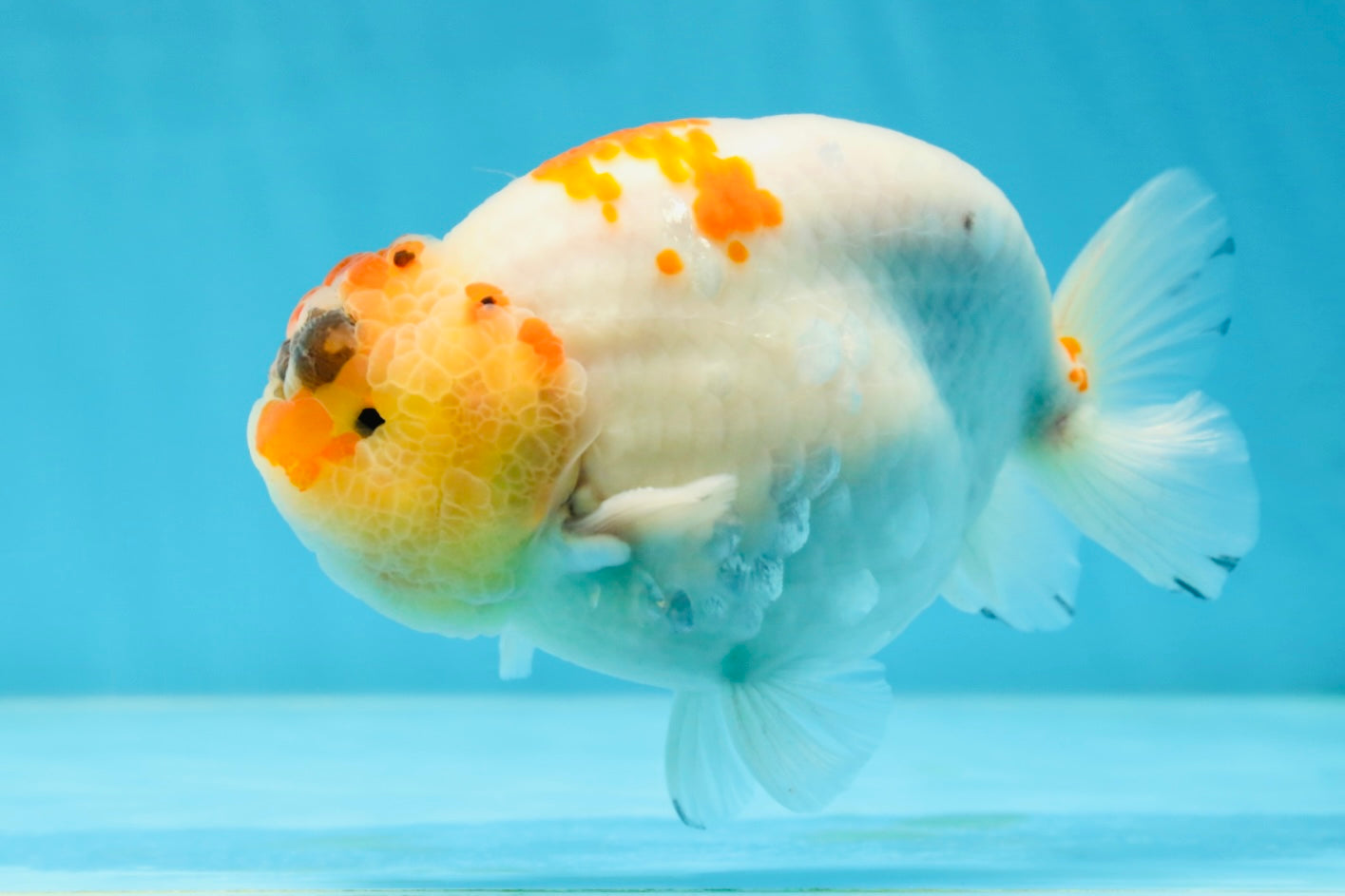 A Grade SPECIAL Kohaku Sakura LionKing 5 inches #051625LC_10