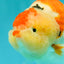 AAA Grade Super Special Sanke Kohaku Sakura Ranchu Female 6-6.5 inches #100226RC_25