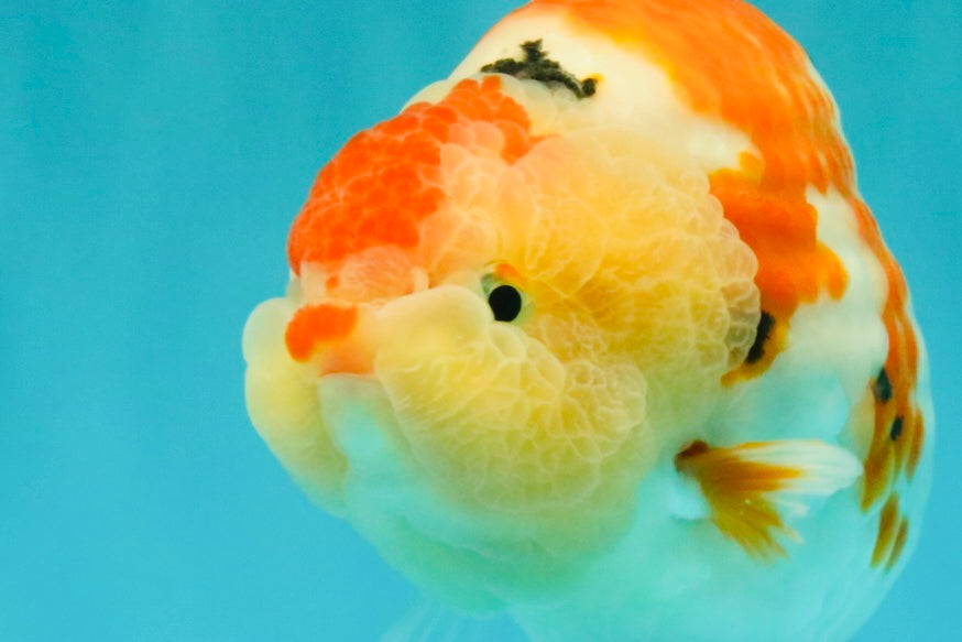 AAA Grade Super Special Sanke Kohaku Sakura Ranchu Female 6-6.5 inches #100226RC_25