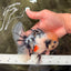 CHONKY AAA Grade Marble Oranda Male 5.5-6 inches #071726OR_28