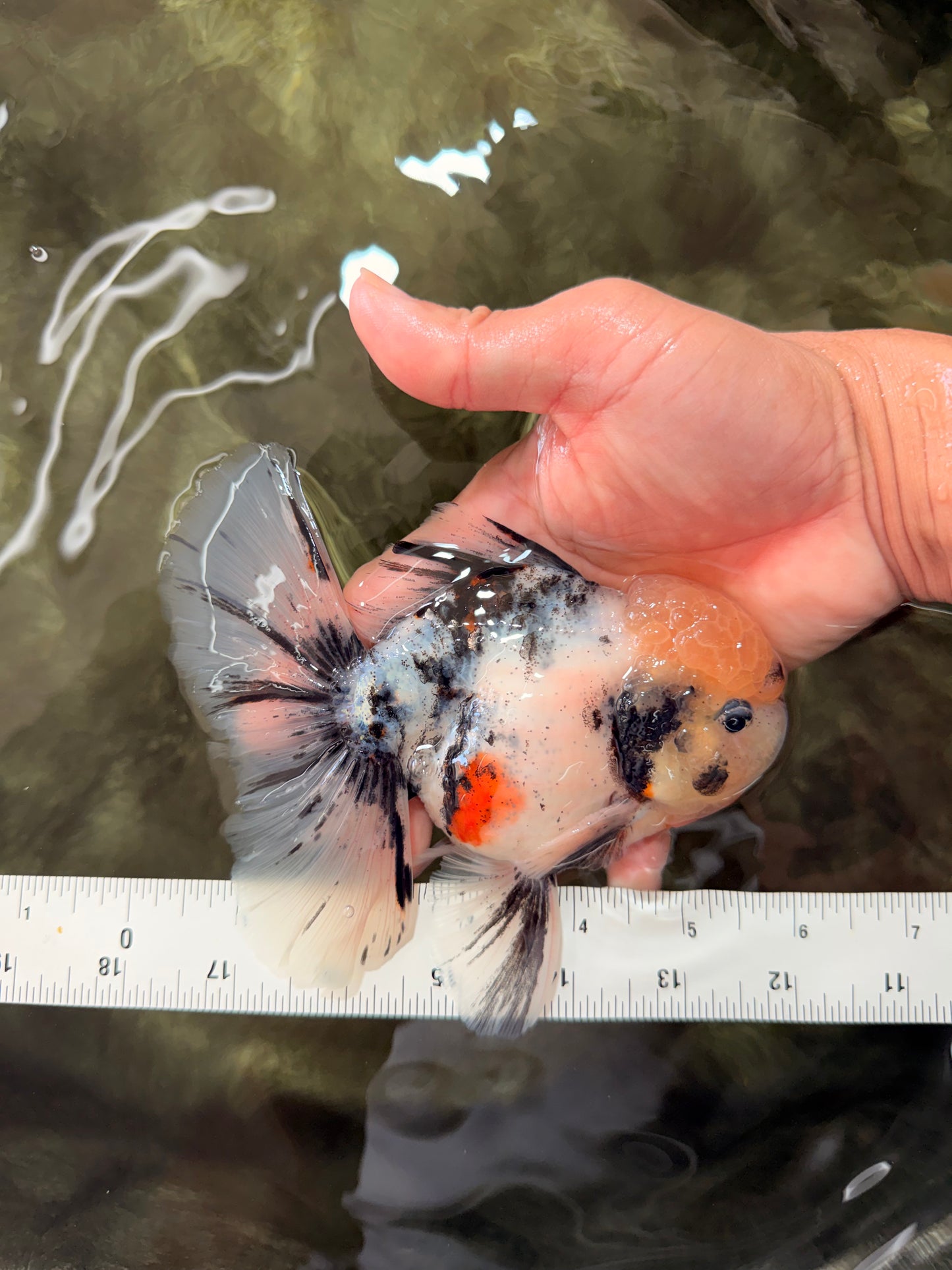 CHONKY AAA Grade Marble Oranda Male 5.5-6 inches #071726OR_28