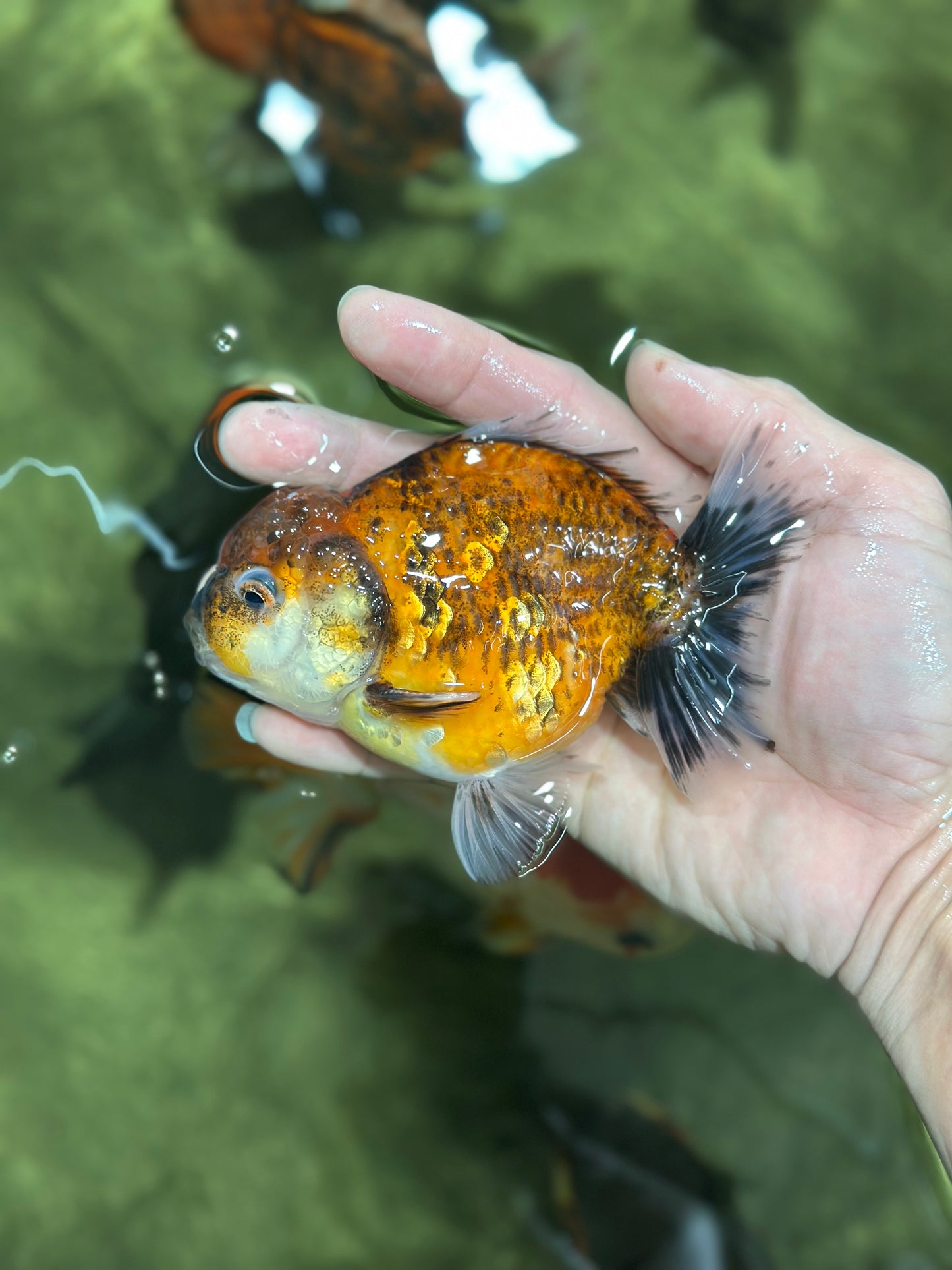 A Grade Stunning Color Tiger Yuanbao Male 4.5 inches #122024YB_15