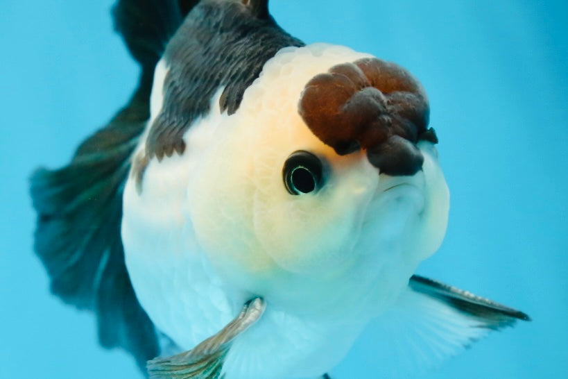 Panda Oranda Male 5 inches #081525OR_27