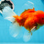 A Grade Cherry Sakura Oranda Mâle 6 pouces #0726OR_06