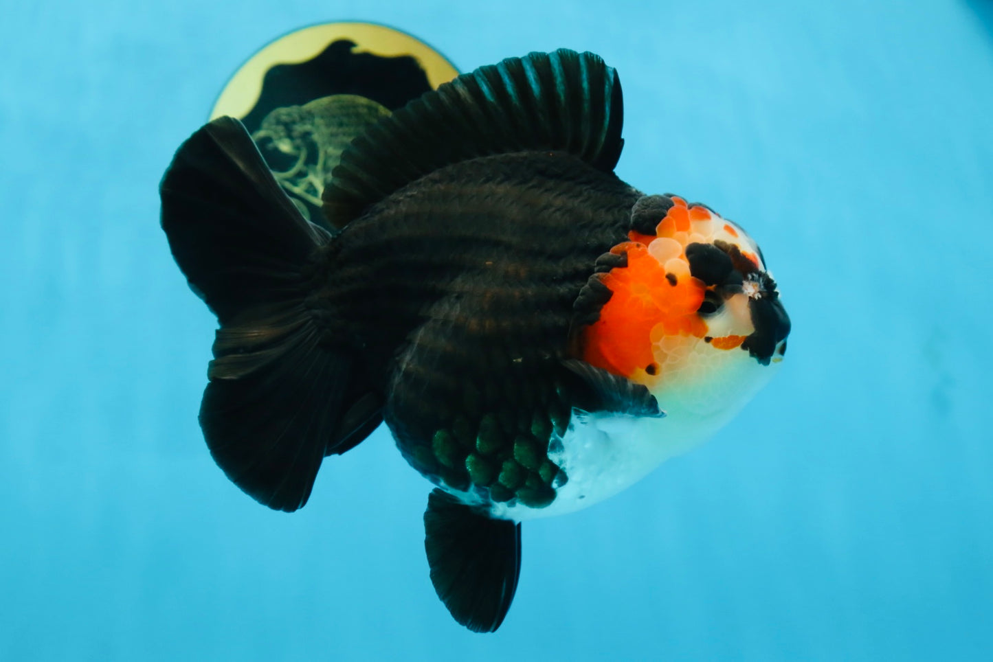 SHOW GRADE UNIQUE Godzilla Tricolor Yuanbao 5.5-6 inches #080825YB_888