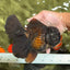 KING KONG AAA Grade Black Oranda Female 6.5-7 inches #100226OR_31