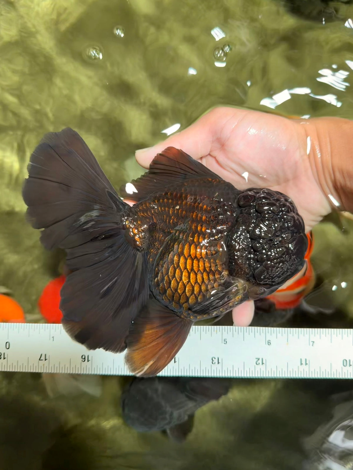 KING KONG AAA Grade Black Oranda Female 6.5-7 inches #100226OR_31