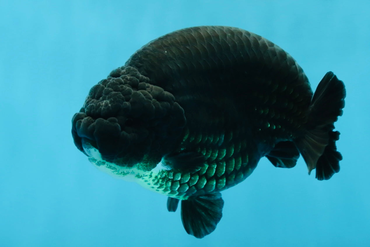 SHOW GRADE Black King Kong Strong Body Structure Ranchu Male 5.5 inches #060625RC_01