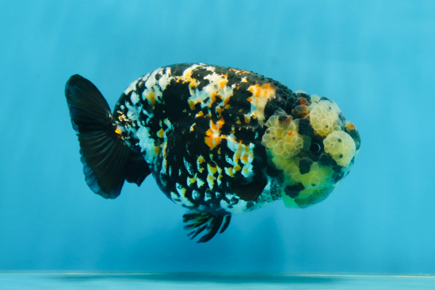 AAA Grade Special Tricolor Tiger LionQueen 4.5-5 inches #080125LC_18