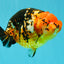 Jumbo Tricolor Chinese Ranchu Female 6.5 inches #032026RC_28