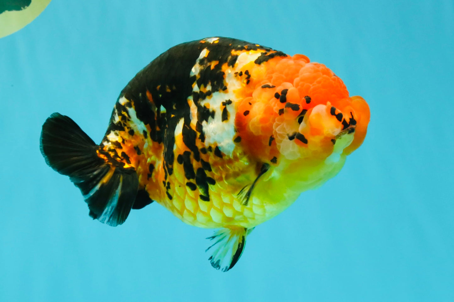 Jumbo Tricolor Chinese Ranchu Female 6.5 inches #032026RC_28