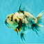 Kirin Oranda Female 6 inches #071726OR_19