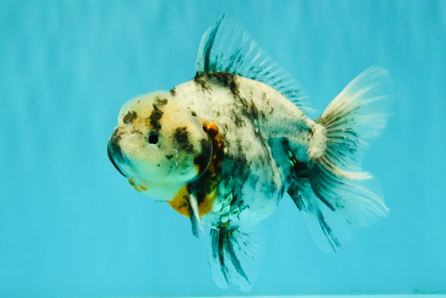 Kirin Oranda Female 6 inches #071726OR_19