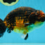 A Grade Kirin Ranchu Male 5 inches #062725LC_03