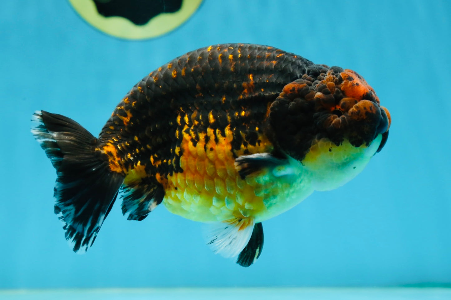 A Grade Kirin Ranchu Male 5 inches #062725LC_03