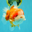 BIG WEN AAA Grade Beautiful Red White Yuanbao Male 6-6.5 inches #071026YB_07