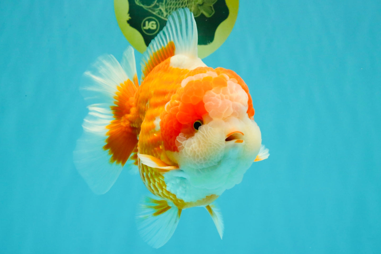 BIG WEN AAA Grade Beautiful Red White Yuanbao Male 6-6.5 inches #071026YB_07