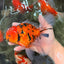 UNIQUE A Grade Tiger Oranda Male 6.5 inches #070626OR_19