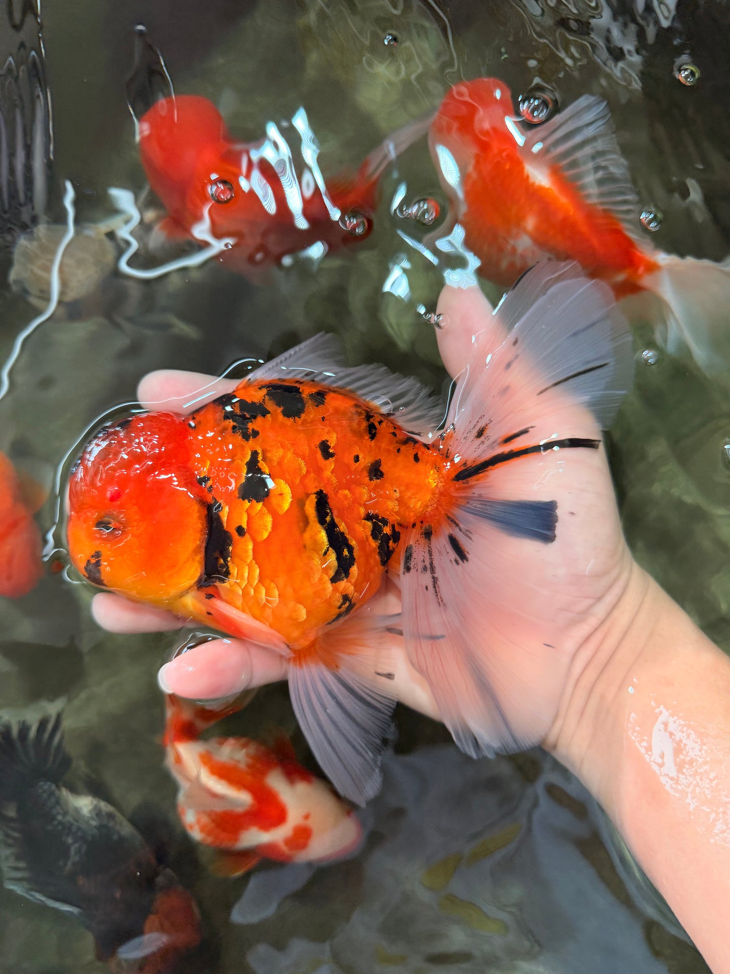 UNIQUE A Grade Tiger Oranda Male 6.5 inches #070626OR_19