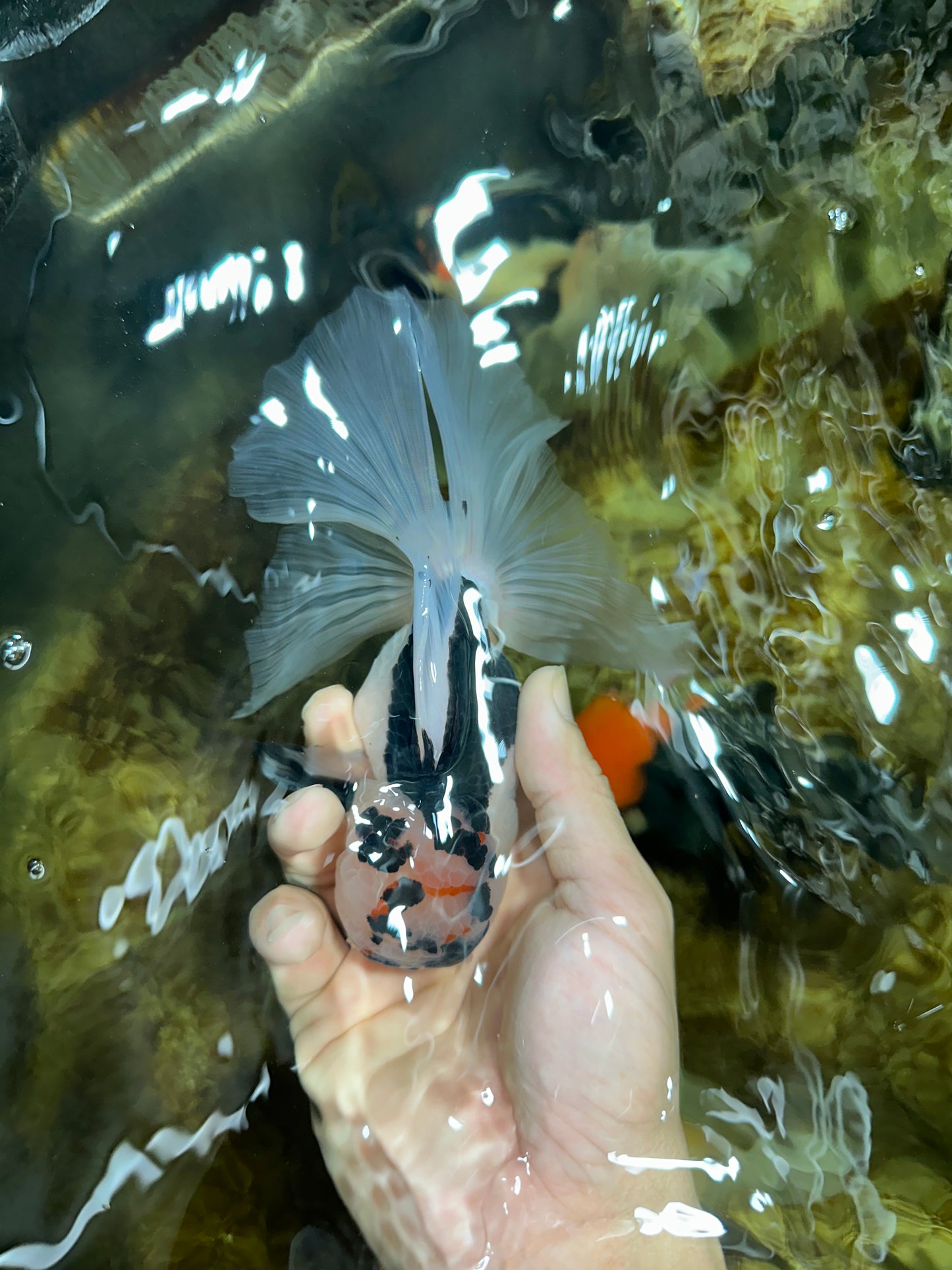 A Grade SPECIAL Panda Oranda Male 6 inches #090525OR_14
