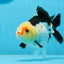 A Grade Tricolor Yuanbao Female 5 inches #0906YB_22