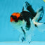 A Grade Tricolor Button Eyes Oranda Male 4.5-5 inches #081525OR_28
