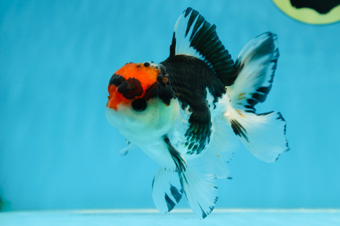 A Grade Tricolor Button Eyes Oranda Male 4.5-5 inches #081525OR_28