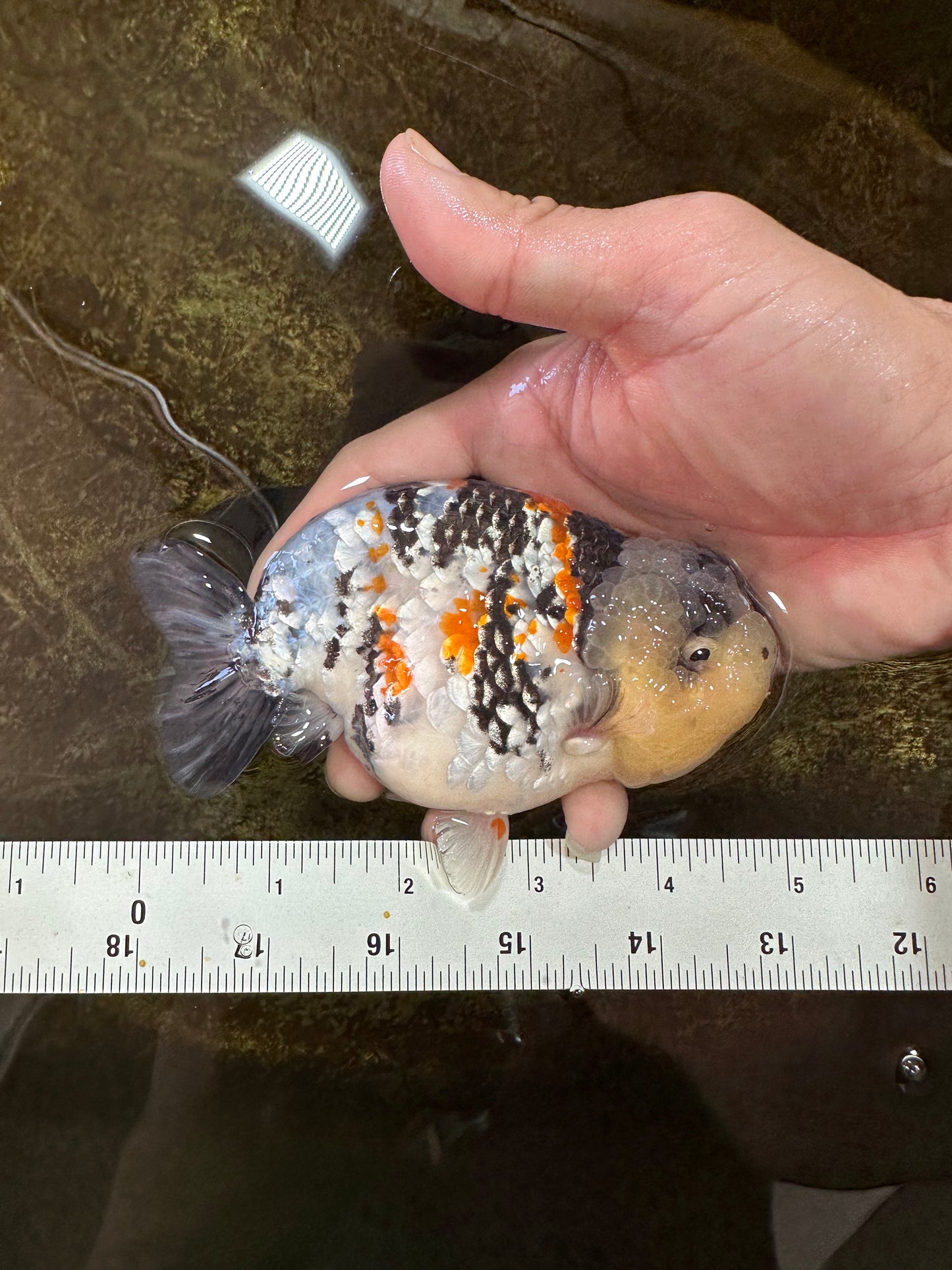 A Grade Special Tricolor LionKing 4.5-5 inches #100325LC_07