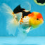 A Grade Chubby Cheeks Tricolor Oranda Female 5.5 inches #081525OR_16