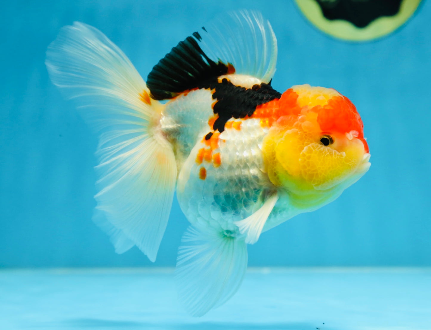 A Grade Chubby Cheeks Tricolor Oranda Female 5.5 inches #081525OR_16